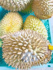 食品 訳あり 新鮮ドリアン 榴莲 10.0kg前後発送