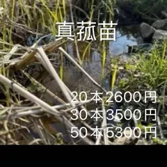 2026年最新】マコモ 苗の人気アイテム - メルカリ