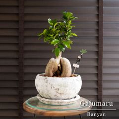 現品】多幸の木 ガジュマル ガジュマルの木 8号鉢 Ⅰ - メルカリ