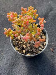ドロサンテマム 蜜橘 抜き苗 5cm鉢 多肉植物 - メルカリ