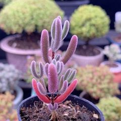 SALE❣️多肉植物 ドロサンテマム キラキラ 瑠璃 抜き苗 1株 - メルカリ