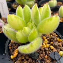 多肉植物（ロウルサンコさん）くまにゃん カット苗② - メルカリ