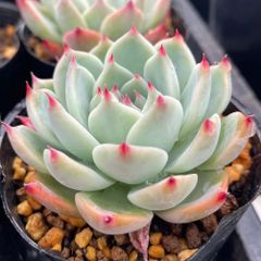 そわそわ 抜き苗 おらいさん苗 ミックスベリア 多肉植物 - メルカリ