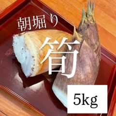 孟宗竹 地下茎 苗 - メルカリ