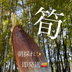 孟宗竹 地下茎 苗 - メルカリ
