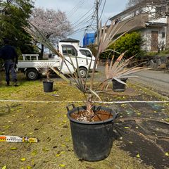 ドウダンツツジ『特大』。引き取り限定❗️近畿地方のみ配達も可能