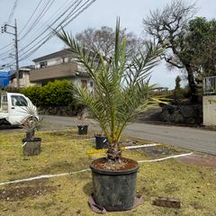 現品】入荷名：エンセファラルトス・ラティフロンス 12号 HY番 - メルカリ