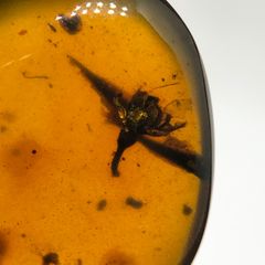 レア極上品 PA0078虫入り琥珀化石　ミャンマーカムティかタナイ9900万年前 レア極上品 PA0078虫入り琥珀化石 ミャンマーカムティかタナイ9900万年