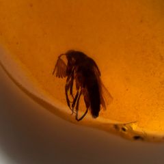 当時物毛鉤水中花12X1、25 - メルカリ