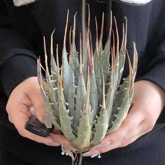 アガベ エボリスピナ 強刺 太刺 ボール型 美株 - メルカリ