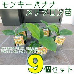 モキャンボ 苗[熱帯果樹]Theobroma bicolor マカンボ - メルカリ