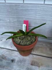 P. Flamenco（hillii x coronarium）TC ビカクシダ - メルカリ