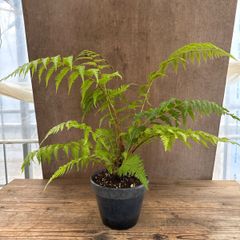 SALE❗️人気 キンモウコウ ゴールデンモンキー シダ 観葉植物