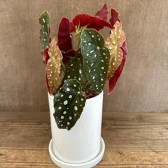 ★ベゴニア マクラータ 白丸陶器鉢 現品 Begonia maculata シュウカイドウ科 ベゴニア属  観葉植物 観葉 植物 レア 希少 インテリア プレゼント かわいい おしゃれ グリーン ドット柄