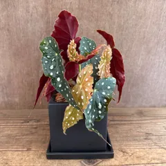 ★ベゴニア マクラータ 四角陶器鉢 現品 Begonia maculata シュウカイドウ科 ベゴニア属  観葉植物 観葉 植物 レア 希少 インテリア プレゼント かわいい おしゃれ グリーン ドット柄