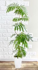 エバーフレッシュ 149cm 8号 S-shaped tree form エバーフレッシュ 8号144cm S-shaped tree form - メルカリ