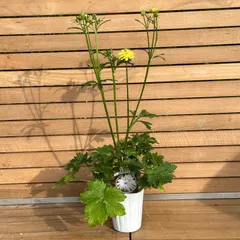 【hiroakin様専用】① アポロン ラナンキュラス ラックス 3号ポット 花苗 特価苗 ③