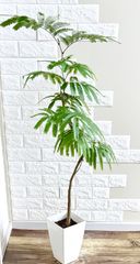 エバーフレッシュ 145cm８号 S-shaped tree form エバーフレッシュ 145cm 8号 Spiral tree form - メルカリ