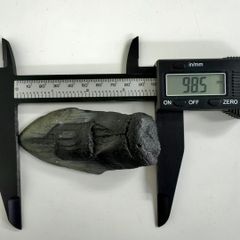 モササウルス 最大種 歯化石 プログナソドン 75 mm 超特大 極太歯