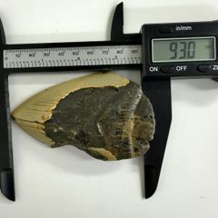 モササウルス 最大種 歯化石 プログナソドン 75 mm 超特大 極太歯