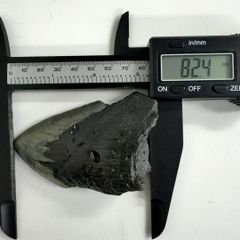 モササウルス　最大種　歯化石　プログナソドン　75 mm　超特大 モササウルス 最大種 歯化石 プログナソドン 75 mm 超特大 極太歯