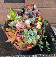 ❤️多肉植物❤️そのまま飾れる寄せ植え❤️サバトラねこちゃん~❤️ ♥多肉植物♥そのまま飾れる寄せ植え♥茶トラねこちゃん~♥ - メルカリ
