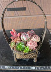 040602多肉植物の寄せ植え★花籠