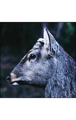 CD／toe／the book about my idle plot on a vague anxiety