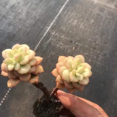 新入荷　タンゴニシキ　鮮やかな72苗セット　土と根付き　多肉植物　エケベリア　セダム　韓国苗　詰め合わせ　寄せ植え　Z5551