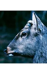 CD／TOE／the book about my idle plot on a vague anxiety