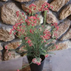 ライスフラワー キャンディレッド 5号鉢 【1株販売】 オージープランツ 鉢花 寄せ植え 花壇 鉢植え 常緑樹 お洒落 おしゃれ 可愛い シック アンティーク 春の花 花 苗 初心者