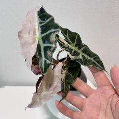 アロカシア ノビリス 斑入り ピンク AA05【マドカズラ モンステラ