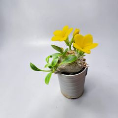 姫ダルマ　福寿草　山野草 姫ダルマ 福寿草 山野草 - メルカリ