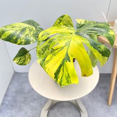 レア♡モンステライエローマリリン♡6号♡お鉢ごとメルカリ便 - メルカリ