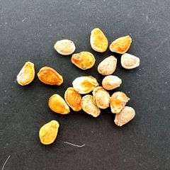 ボスウェリア ソコトラナ Boswellia socotrana 5粒種 - メルカリ