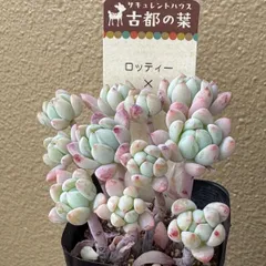 古都の葉さん S*U様 りんごのつぶ メルカリ - つぶつぶ もりもり つぶつぶ屋さん 】抜き苗 ざらめ 札付き・抜き苗 メルカリ便 エケベリア・セダム