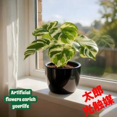 光触媒 人工観葉植物 ウォールグリーン フェイクグリーン アガベ9565@w