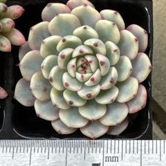 BN1038 ブルミニマ錦 抜き苗 45株 多肉植物 エケベリア 韓国苗 - メルカリ