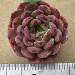 ノーメイク×レッドベルベット❣️札付き❗️多肉植物　抜き苗