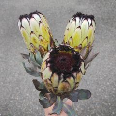 アジサイ 明鏡止水 5号 花付き 開花株 宅急便送料込み - メルカリ