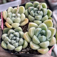 多肉植物つぶつぶ屋さん♡おもち❤︎抜き苗(根付き)