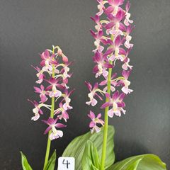6.5日迄出品　山野草 カキラン 加賀の緋 幻の山野草　つぼみ付きを鉢ごと発送 山野草 カキラン 加賀の緋 幻のカキラン つぼみ付きを鉢ごと発送