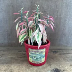 【リメイク鉢】ペディランサス  現品 大銀竜 ダイギンリュウ Pedilanthus tithymaloides トウダイグサ科 ペディランサス属 大銀龍 ティティマロイデス ジグザグプランツ リボンカクタス 観葉植物 観葉 植物 インテリアのサムネイル