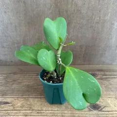 ハートホヤ グリーン ② 現品 Hoya kerrii ホヤ カーリー ホヤ サクララン 桜蘭 カーリー ケリー シャムサクララン 観葉植物 観葉 植物  ハンギングにおすすめ インテリア プレゼント おしゃれ かわいい グリーン