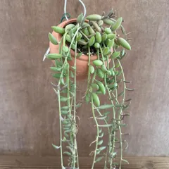 【パルムポット】セネシオ アーモンドネックレス Senecio herreanus 現品 セネシオ属 オリジナル パルムポット セネキオ アーモンドネックレス 観葉植物 観葉 植物 ハンギング 吊り下げ 吊るす インテリア プレゼント おしゃれ かわいい