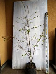 ツツジ ヤシオツツジ 苗木 植木 庭木 白花 ゴヨウツツジ NO3 - メルカリ