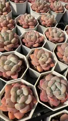 新入荷　24株の抜き苗セット　オレンジ　多肉植物　佐川急便発送　エケベリア　セダム　韓国苗　Z5629