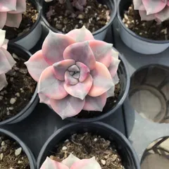 新入荷　18株の抜き苗セット　シラクニシキ　多肉植物　佐川急便発送　エケベリア　セダム　韓国苗　Z5850