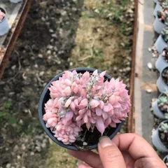 新入荷　18株の抜き苗セット　ササ テッカ　多肉植物　佐川急便発送　エケベリア　セダム　韓国苗　Z5871