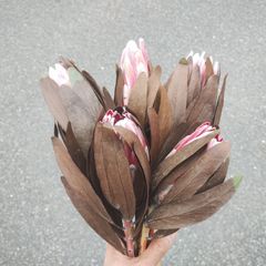 アジサイ 明鏡止水 5号 花付き 開花株 宅急便送料込み - メルカリ